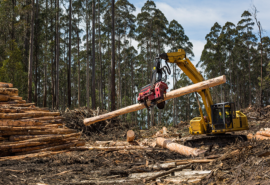 Forestry Image